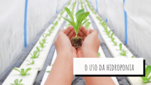 Pessoa segurando muda de planta com fundo da plantação de hidroponia