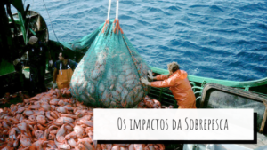 Barco com grande quantidade de peixes